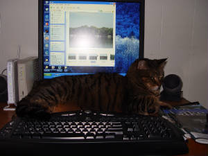 felizcomputer3-8-19-05.jpg